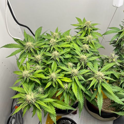 six shooter auto - 12l aero pod - light mix growlog timeline photo
