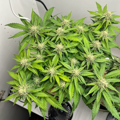 six shooter auto - 12l aero pod - light mix growlog timeline photo