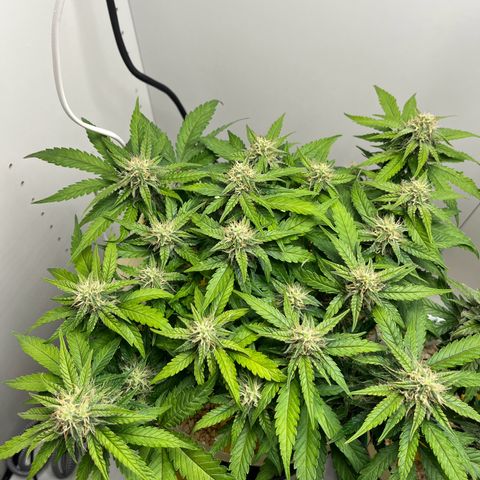 six shooter auto - 12l aero pod - light mix growlog timeline photo