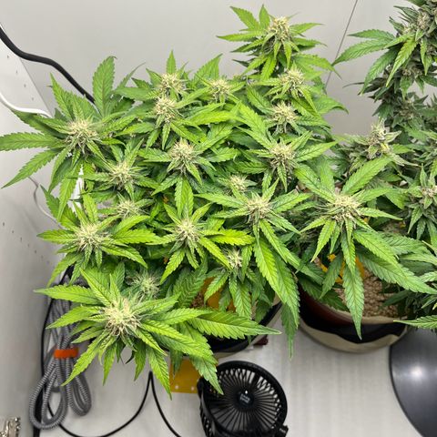 six shooter auto - 12l aero pod - light mix growlog timeline photo