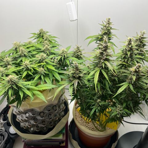 six shooter auto - 12l aero pod - light mix growlog timeline photo