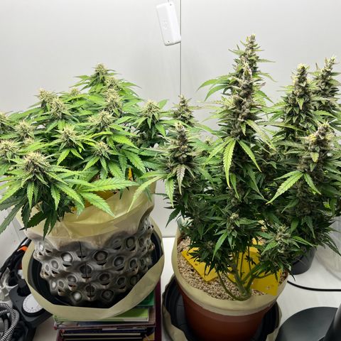 gorilla cookies auto - 9l plastic - herbsoil growlog timeline photo