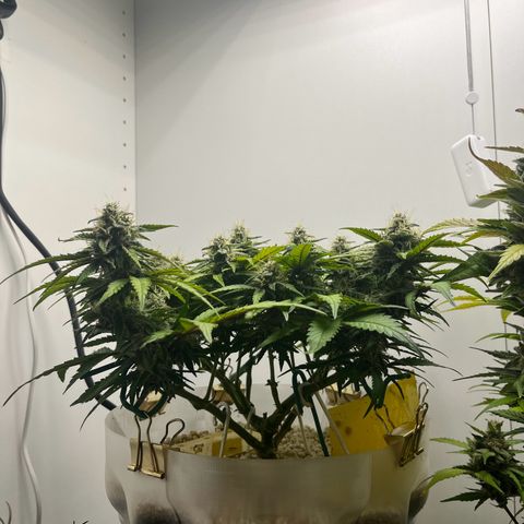 six shooter auto - 12l aero pod - light mix growlog timeline photo