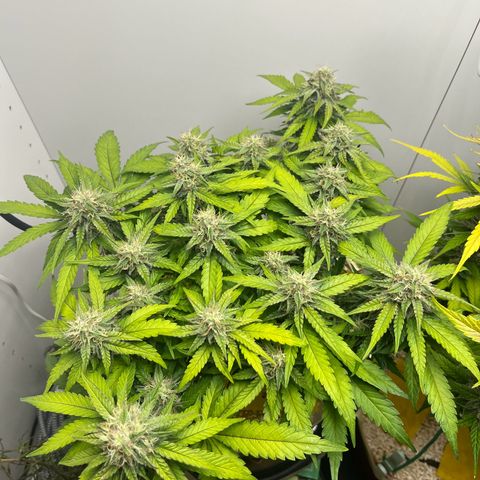 six shooter auto - 12l aero pod - light mix growlog timeline photo