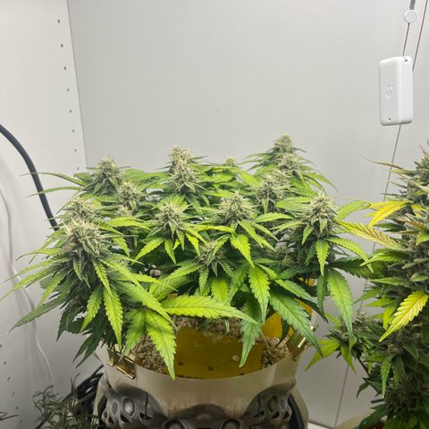 six shooter auto - 12l aero pod - light mix growlog timeline photo