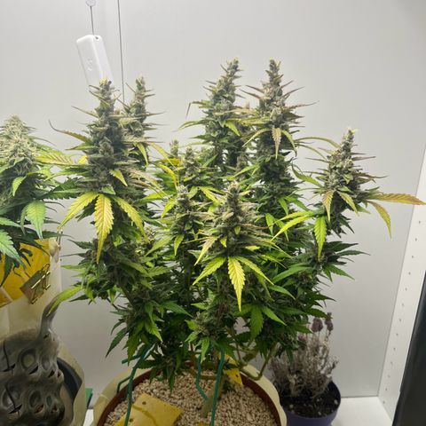 gorilla cookies auto - 9l plastic - herbsoil growlog timeline photo