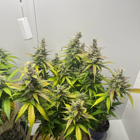 gorilla cookies auto - 9l plastic - herbsoil growlog timeline photo