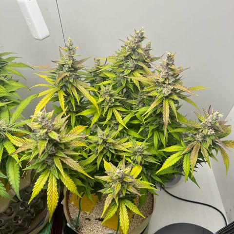 gorilla cookies auto - 9l plastic - herbsoil growlog timeline photo