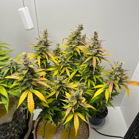 gorilla cookies auto - 9l plastic - herbsoil growlog timeline photo