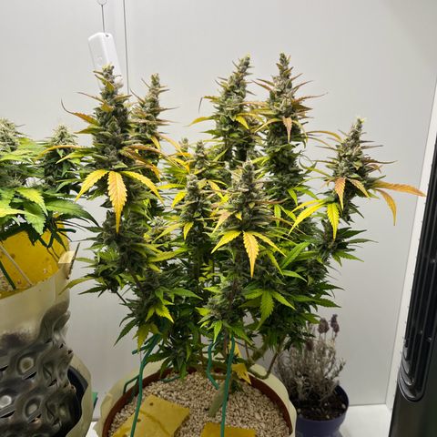 gorilla cookies auto - 9l plastic - herbsoil growlog timeline photo