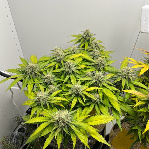 six shooter auto - 12l aero pod - light mix growlog timeline photo