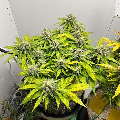 six shooter auto - 12l aero pod - light mix growlog timeline photo