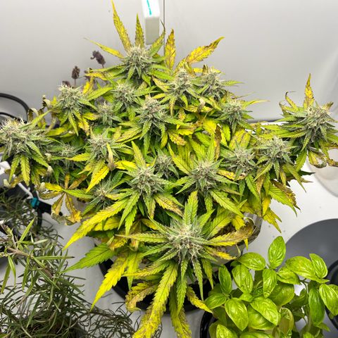 six shooter auto - 12l aero pod - light mix growlog timeline photo