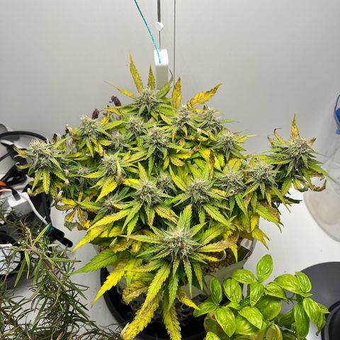 six shooter auto - 12l aero pod - light mix growlog timeline photo