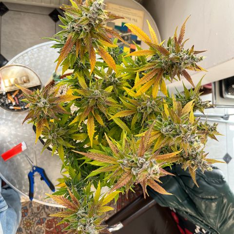 gorilla cookies auto - 9l plastic - herbsoil growlog timeline photo
