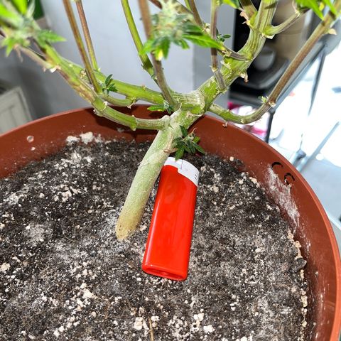 gorilla cookies auto - 9l plastic - herbsoil growlog timeline photo