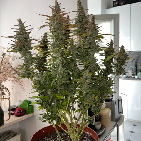 gorilla cookies auto - 9l plastic - herbsoil growlog timeline photo