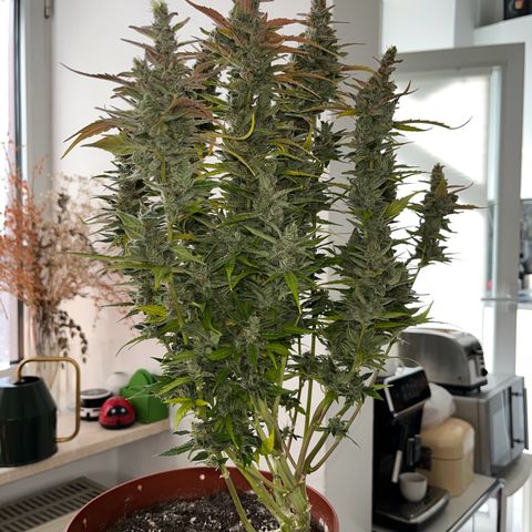 gorilla cookies auto - 9l plastic - herbsoil growlog timeline photo