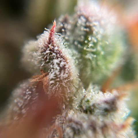 gorilla cookies auto - 9l plastic - herbsoil growlog timeline photo