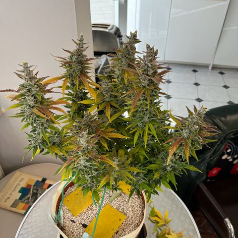 gorilla cookies auto - 9l plastic - herbsoil growlog timeline photo