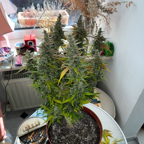 gorilla cookies auto - 9l plastic - herbsoil growlog timeline photo