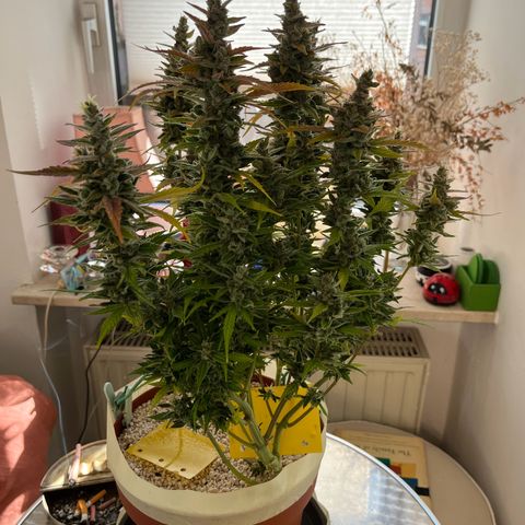 gorilla cookies auto - 9l plastic - herbsoil growlog timeline photo