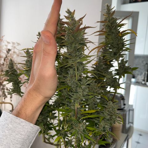 gorilla cookies auto - 9l plastic - herbsoil growlog timeline photo