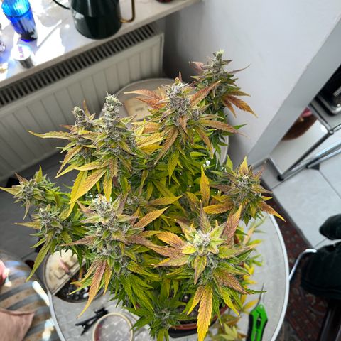 gorilla cookies auto - 9l plastic - herbsoil growlog timeline photo