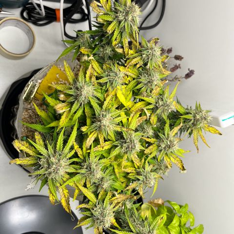 six shooter auto - 12l aero pod - light mix growlog timeline photo