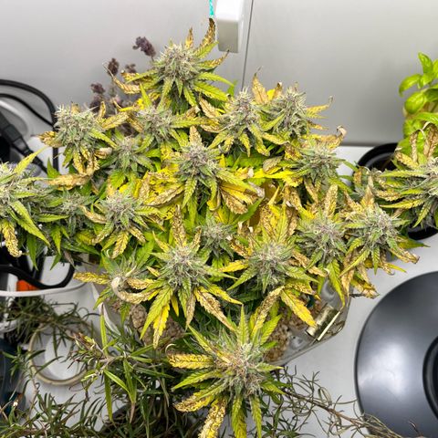 six shooter auto - 12l aero pod - light mix growlog timeline photo