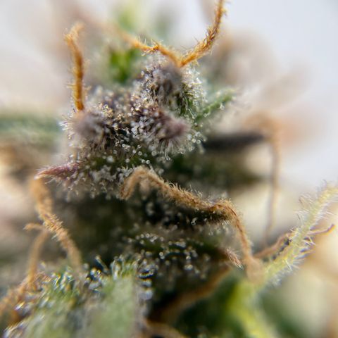 six shooter auto - 12l aero pod - light mix growlog timeline photo