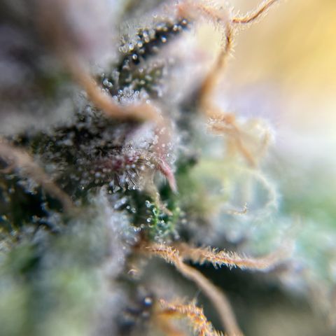 six shooter auto - 12l aero pod - light mix growlog timeline photo
