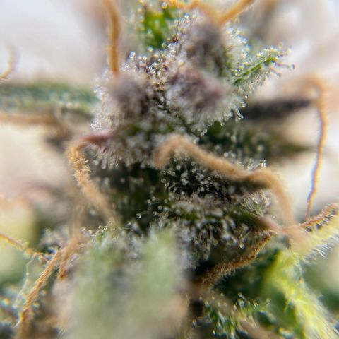 six shooter auto - 12l aero pod - light mix growlog timeline photo