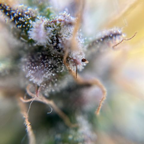 six shooter auto - 12l aero pod - light mix growlog timeline photo