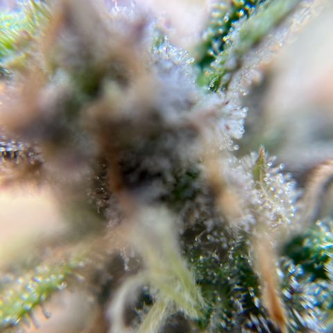 six shooter auto - 12l aero pod - light mix growlog timeline photo
