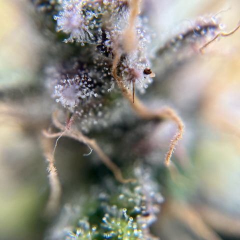 six shooter auto - 12l aero pod - light mix growlog timeline photo