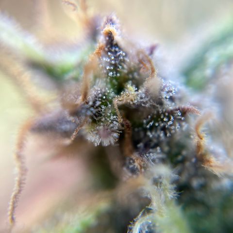 six shooter auto - 12l aero pod - light mix growlog timeline photo