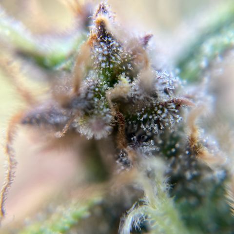 six shooter auto - 12l aero pod - light mix growlog timeline photo