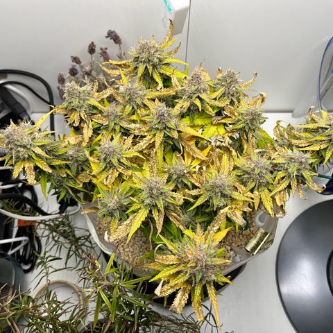 six shooter auto - 12l aero pod - light mix growlog timeline photo