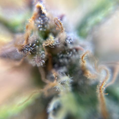 six shooter auto - 12l aero pod - light mix growlog timeline photo