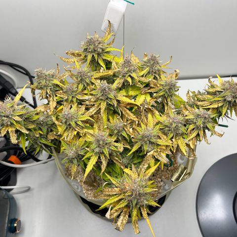 six shooter auto - 12l aero pod - light mix growlog timeline photo