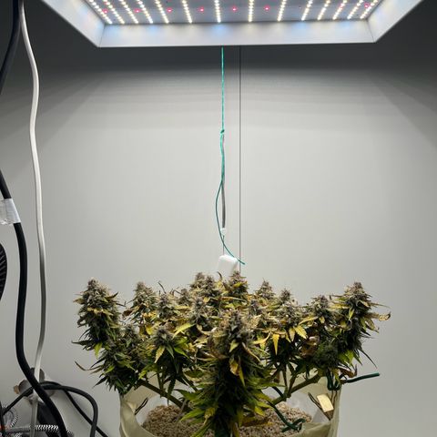 six shooter auto - 12l aero pod - light mix growlog timeline photo
