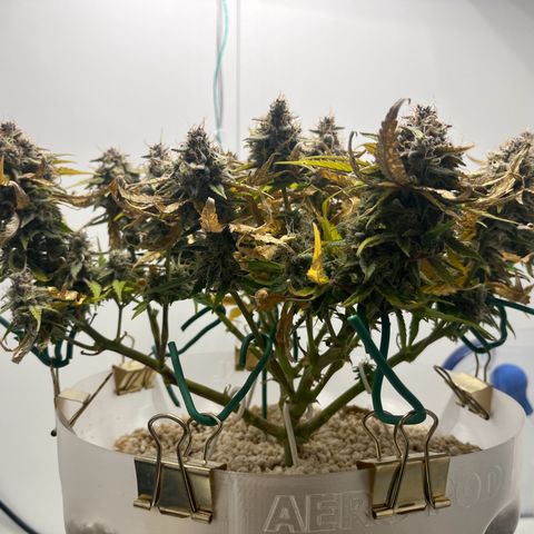 six shooter auto - 12l aero pod - light mix growlog timeline photo