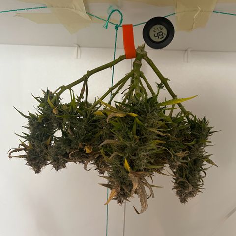 six shooter auto - 12l aero pod - light mix growlog timeline photo