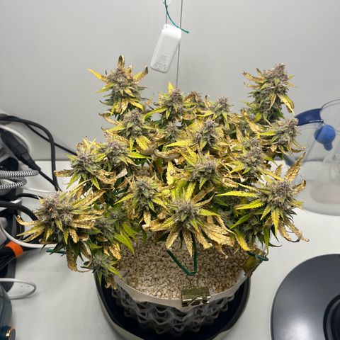 six shooter auto - 12l aero pod - light mix growlog timeline photo