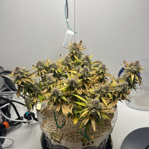six shooter auto - 12l aero pod - light mix growlog timeline photo