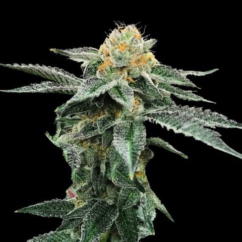 Kosher Cookies growlog timeline photo