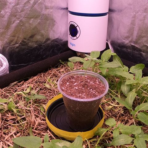 Kosher Cookies growlog timeline photo