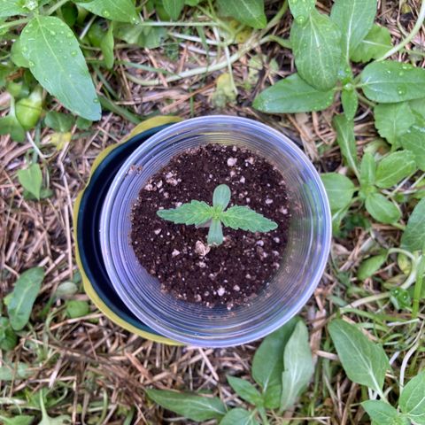 Kosher Cookies growlog timeline photo
