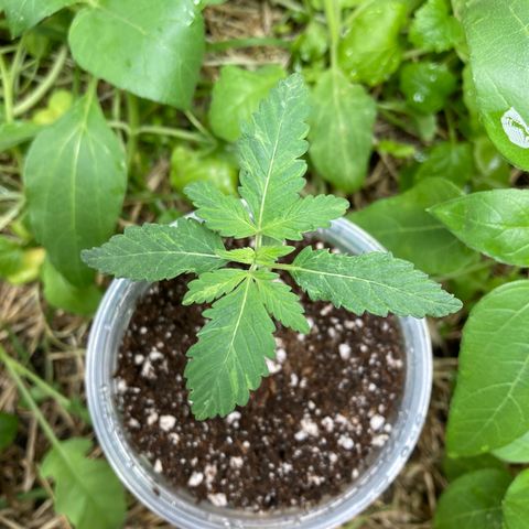 Kosher Cookies growlog photo: Feita a rega com pulverizador na cama de cultivo e no copo onde está a planta